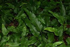 Neocheiropteris ovata