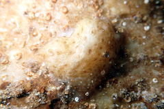 Pyuridae