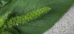 Amaranthus powellii