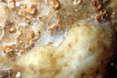 Pyuridae
