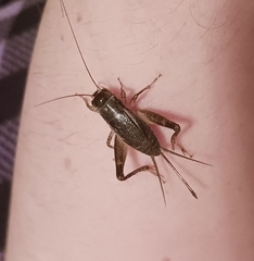 Velarifictorus micado