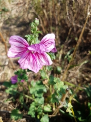 Malva sylvestris