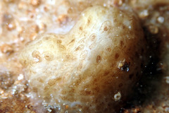 Pyuridae