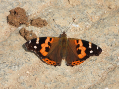 Vanessa indica
