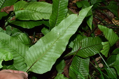 Neocheiropteris ovata