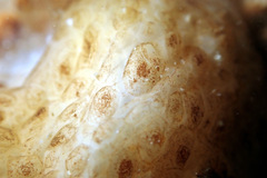 Pyuridae