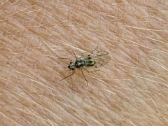 Teliapsocus conterminus