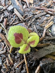 Coleus scutellarioides