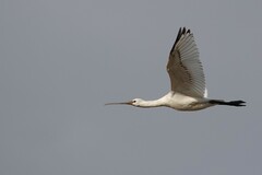Platalea leucorodia