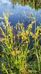 Juncus articulatus