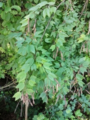 Bauhinia purpurea