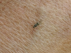 Teliapsocus conterminus