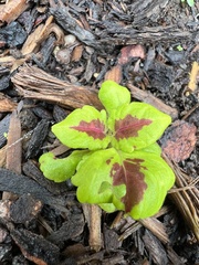 Coleus scutellarioides