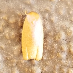 Sparganothis distincta