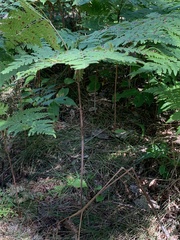 Pteridium