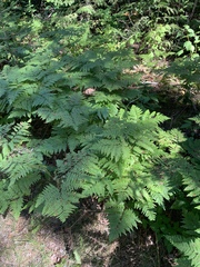 Pteridium