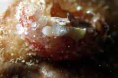 Lipotrapeza vestiens