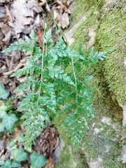 Asplenium adiantum-nigrum