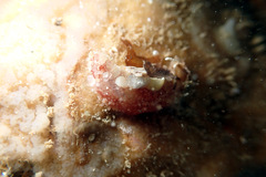 Lipotrapeza vestiens