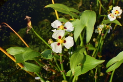 Sagittaria montevidensis
