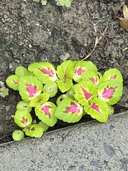 Coleus scutellarioides