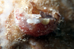 Lipotrapeza vestiens