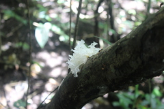 Tremella fuciformis image