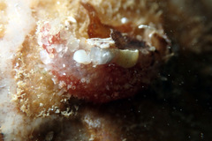 Lipotrapeza vestiens