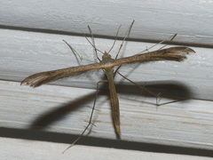 Stenoptilia bipunctidactyla