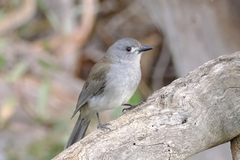 Colluricincla harmonica