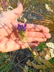 Oxytropis sylvatica
