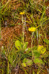 Berkheya pannosa