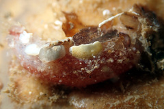 Lipotrapeza vestiens