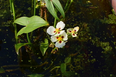 Sagittaria montevidensis