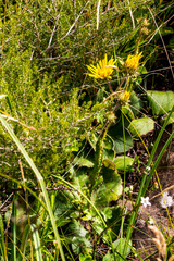 Berkheya rhapontica