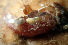 Lipotrapeza vestiens