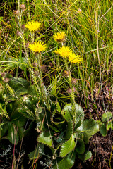 Berkheya rhapontica