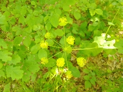 Bupleurum aureum