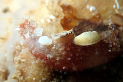 Lipotrapeza vestiens