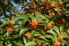 Osmanthus fragrans aurantiacus