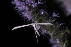 Emmelina