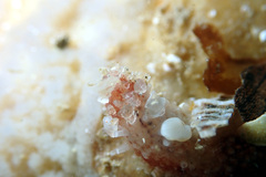 Lipotrapeza vestiens