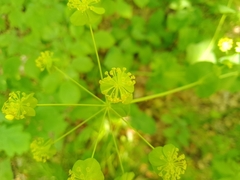Bupleurum aureum