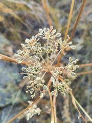 Kitagawia baicalensis