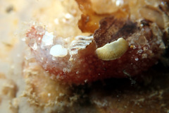 Lipotrapeza vestiens