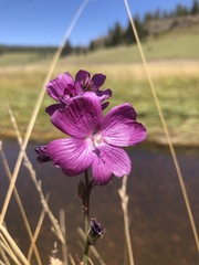 Sidalcea neomexicana