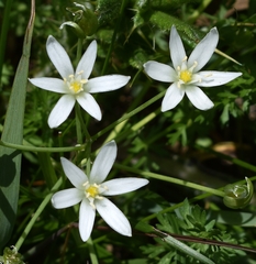 Ornithogalum umbellatum