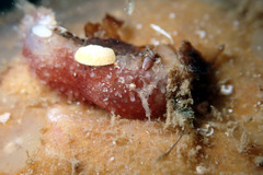 Lipotrapeza vestiens