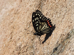 Hestina assimilis