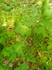 Bupleurum aureum